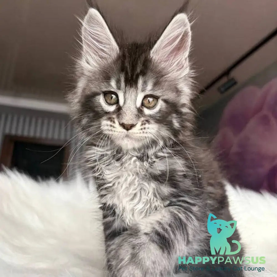 Yasmin Maine Coon male black silver tabby - live animals
