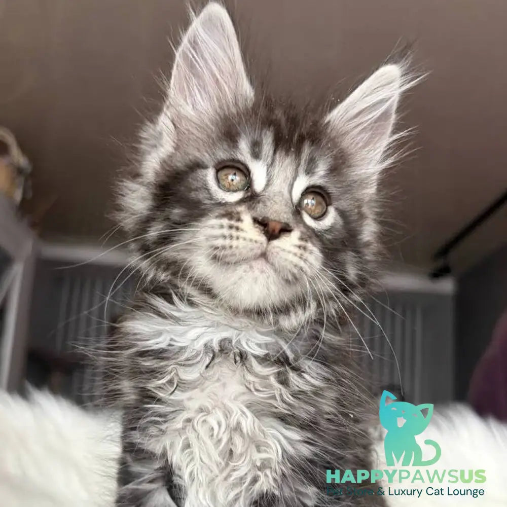 Yasmin Maine Coon male black silver tabby - live animals