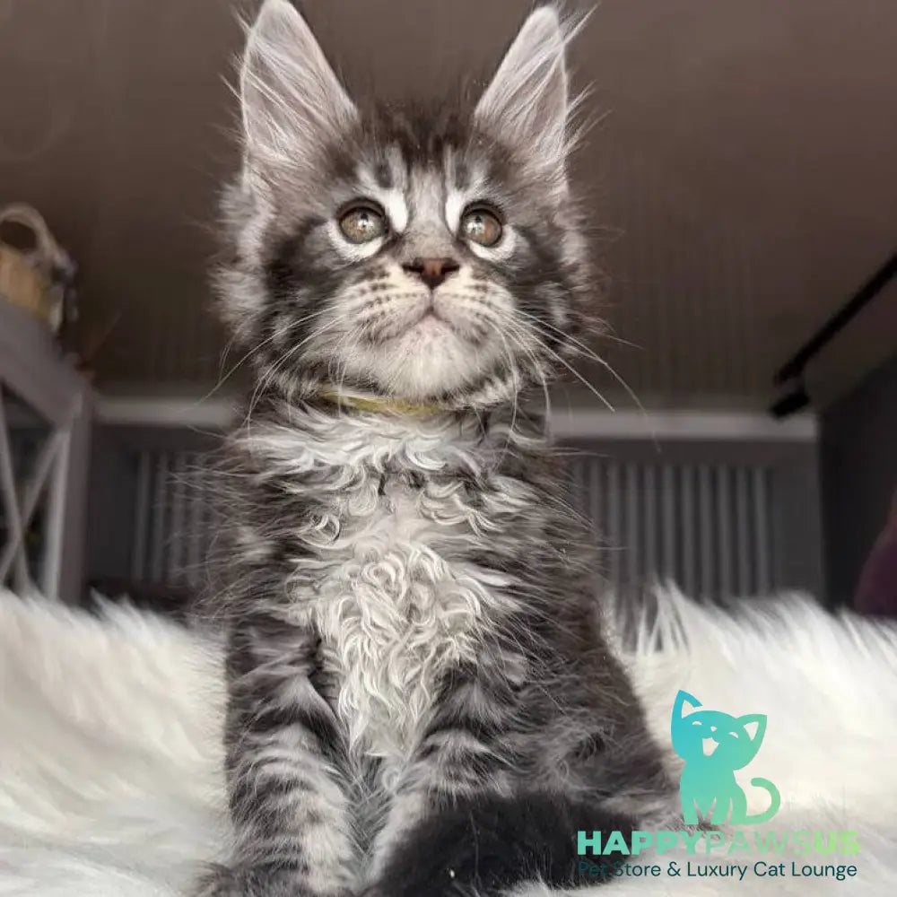 Yasmin Maine Coon male black silver tabby - live animals
