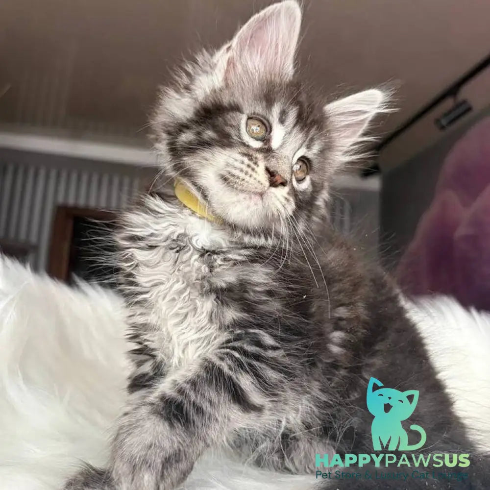 Yasmin Maine Coon male black silver tabby - live animals