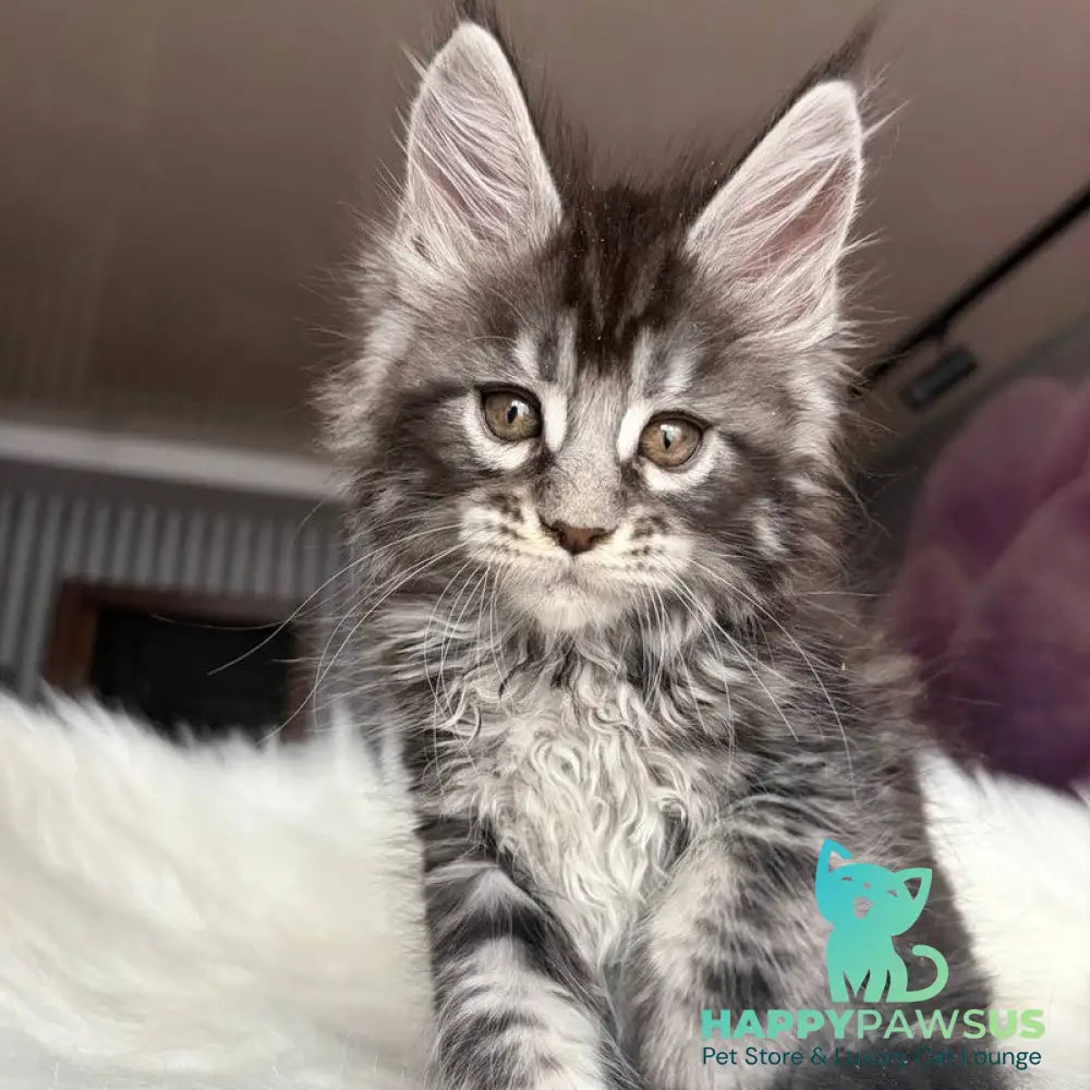 Yasmin Maine Coon male black silver tabby - live animals