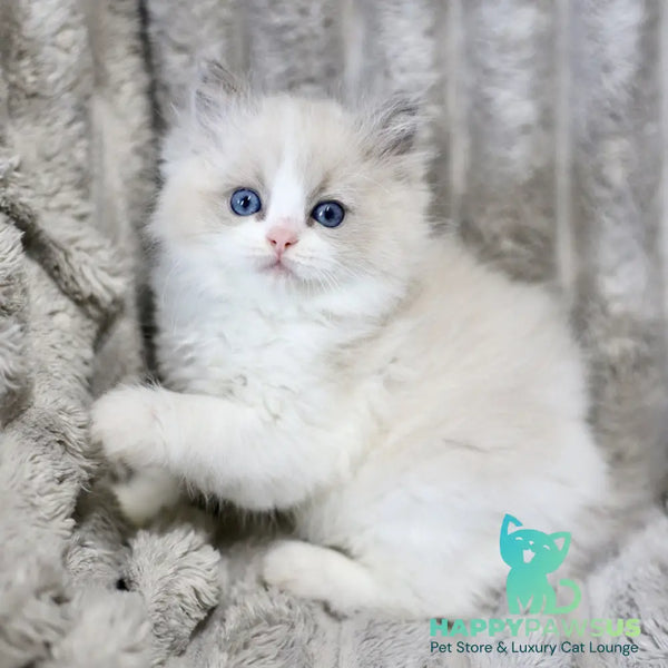 Yasmin Ragdoll female blue bicolour - live animals