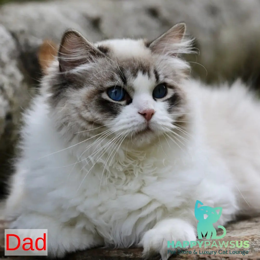 Yasmin Ragdoll female blue bicolour - live animals