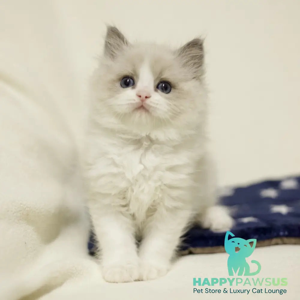 Yasmin Ragdoll female blue bicolour - live animals