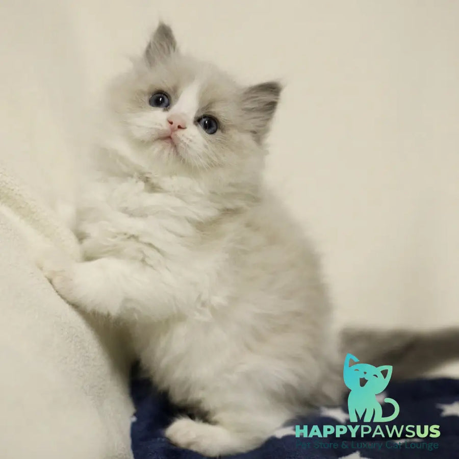 Yasmin Ragdoll female blue bicolour - live animals