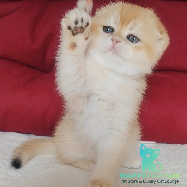 Yasmin Scottish Fold female black golden chinchilla - live animals