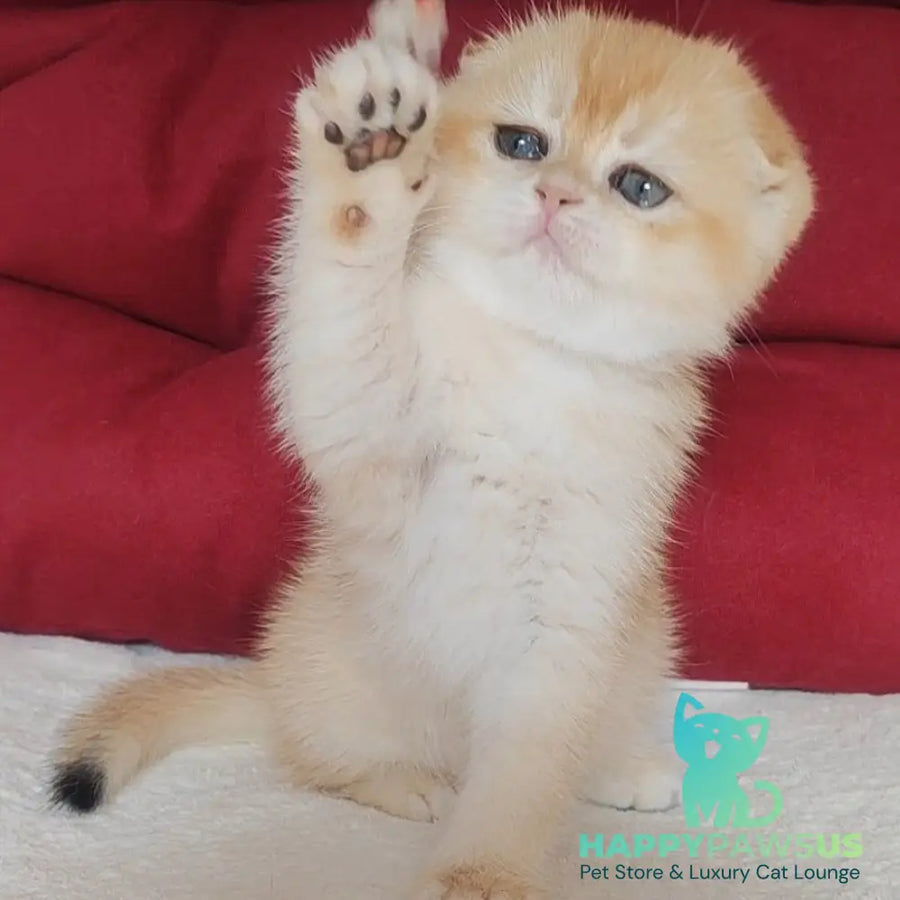 Yasmin Scottish Fold female black golden chinchilla - live animals