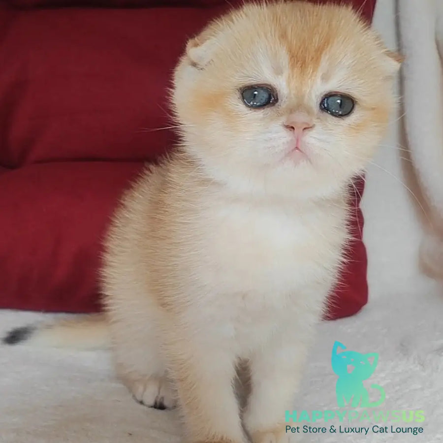 Yasmin Scottish Fold female black golden chinchilla - live animals