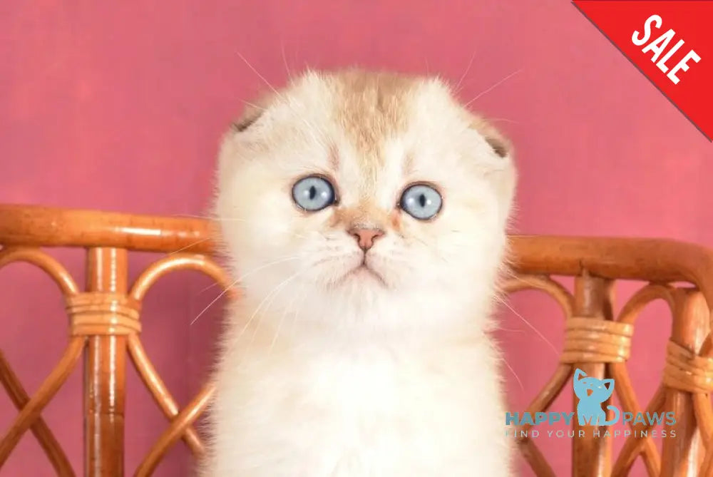 Yasmin Scottish Fold female black golden ticked tabby pointed live animals