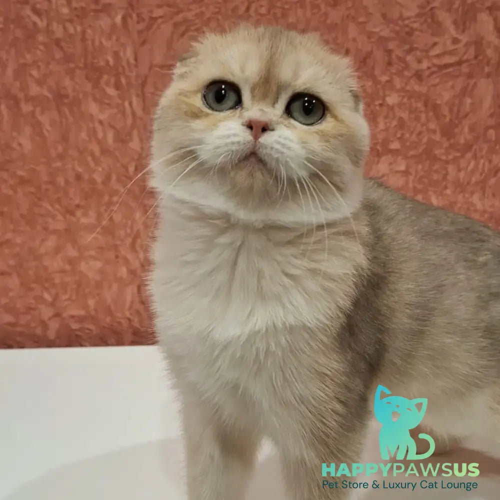 Yasmin Scottish Fold female blue golden shaded - live animals