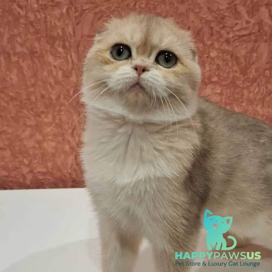Yasmin Scottish Fold female blue golden shaded - live animals