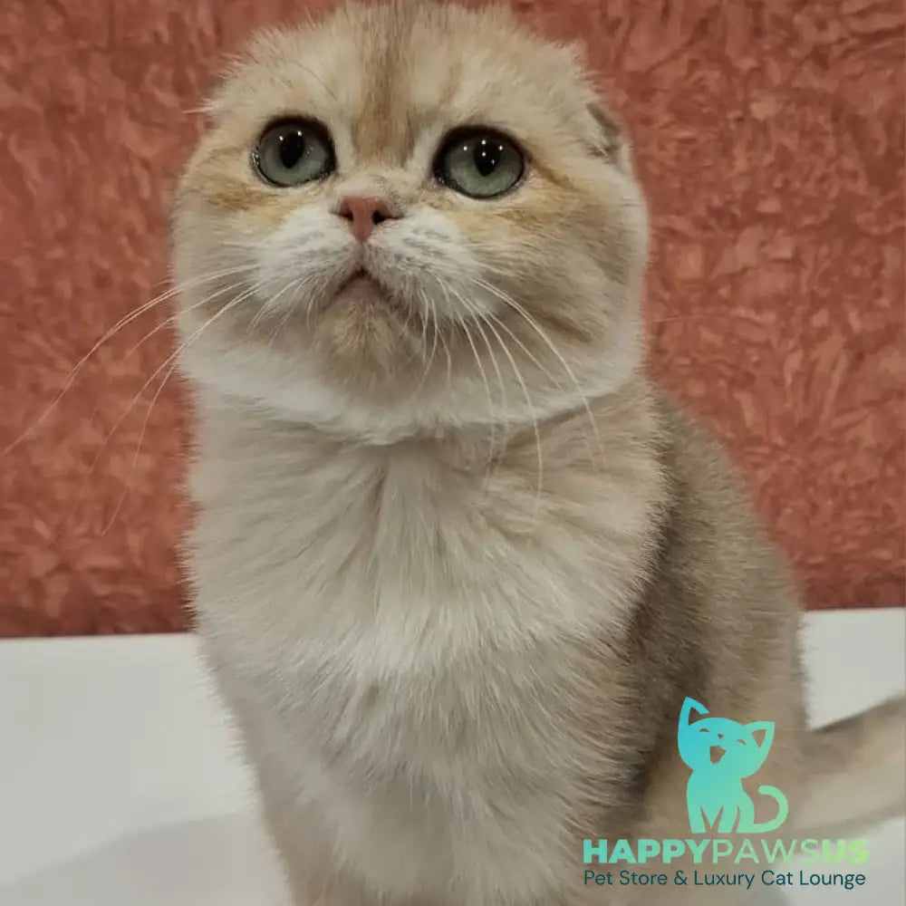 Yasmin Scottish Fold female blue golden shaded - live animals