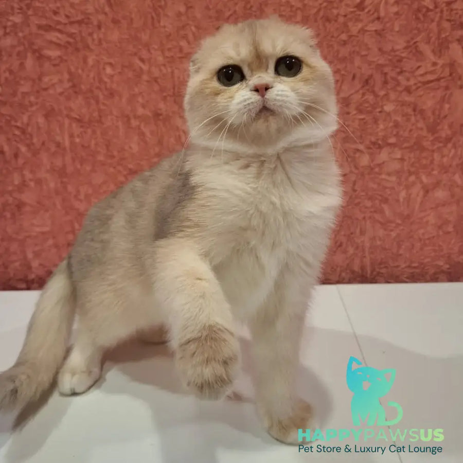Yasmin Scottish Fold female blue golden shaded - live animals