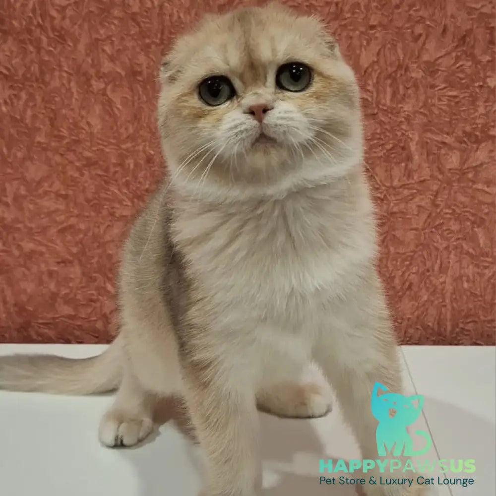 Yasmin Scottish Fold female blue golden shaded - live animals