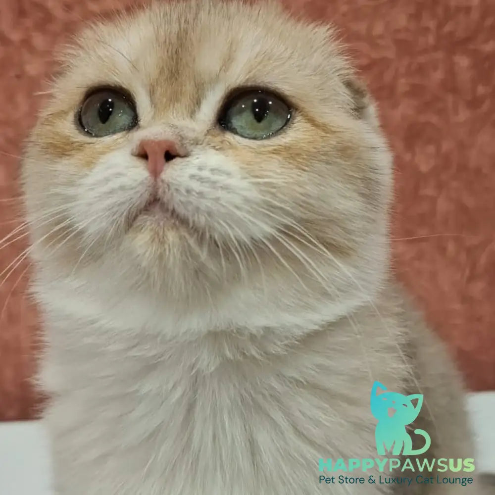 Yasmin Scottish Fold female blue golden shaded - live animals