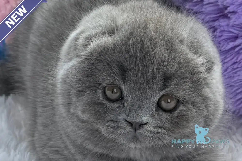 Yasmin Scottish Fold female blue live animals