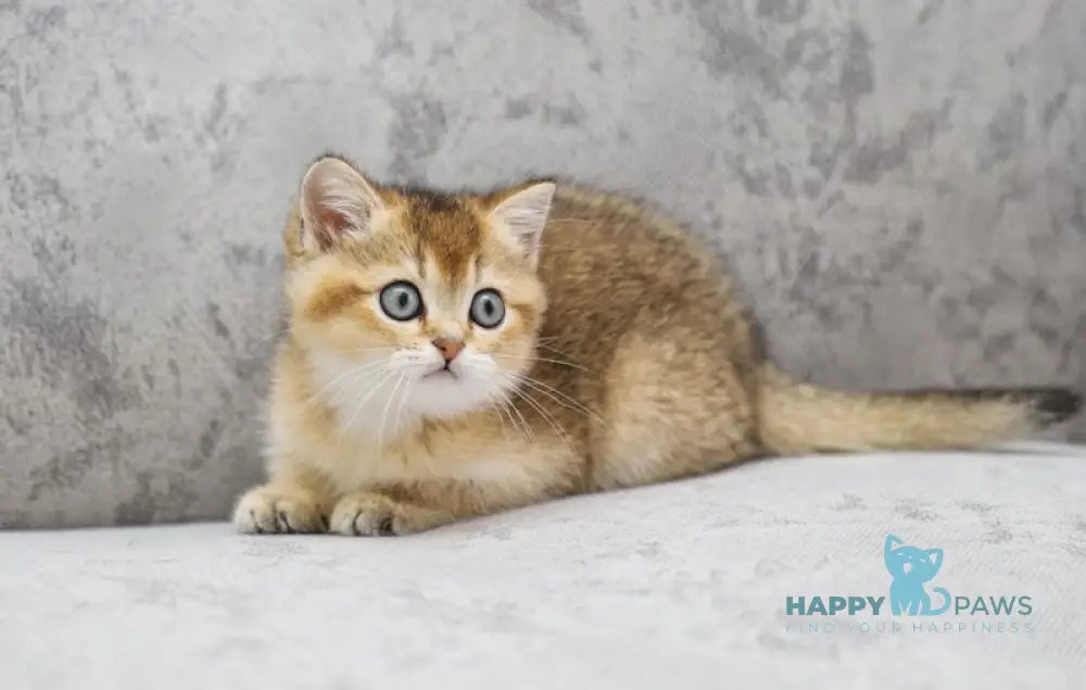 Yasmin Scottish Straight female black golden ticked tabby live animals