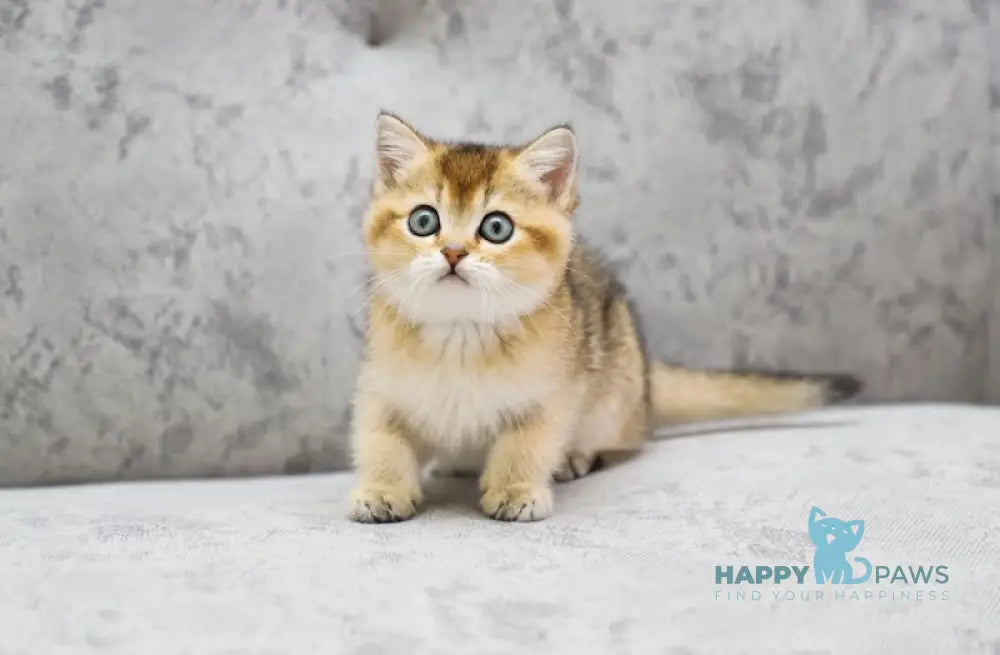 Yasmin Scottish Straight female black golden ticked tabby live animals
