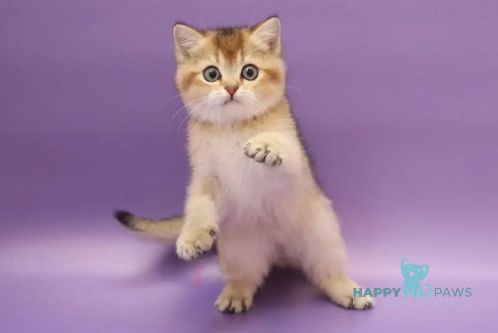 Yasmin Scottish Straight female black golden ticked tabby live animals