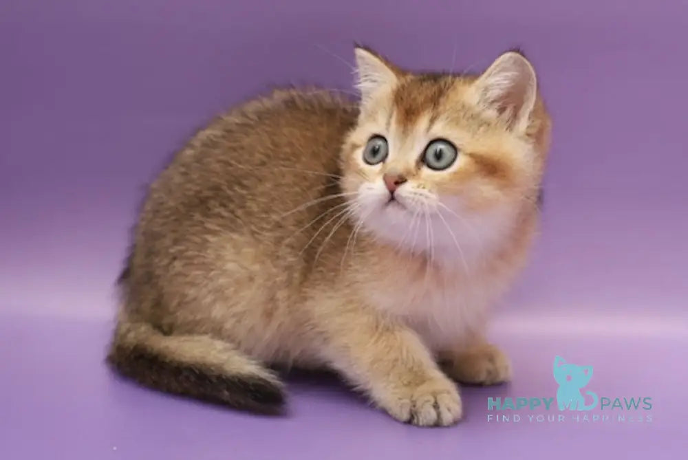 Yasmin Scottish Straight female black golden ticked tabby live animals