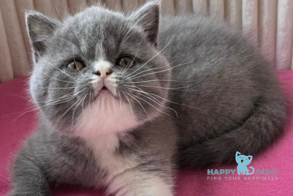 Yasmin Scottish Straight female blue bicolour live animals