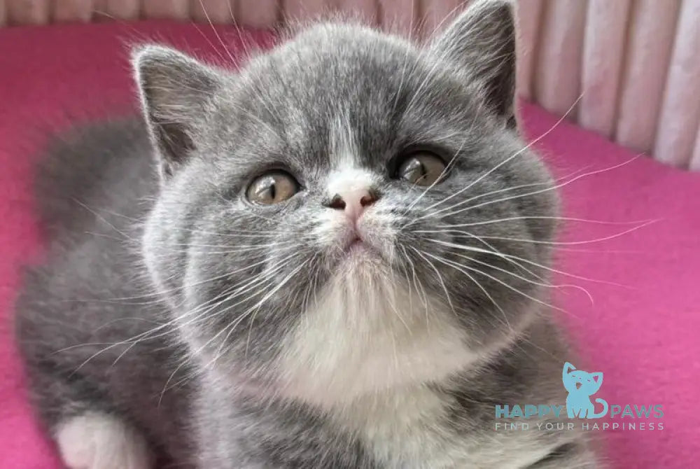 Yasmin Scottish Straight female blue bicolour live animals