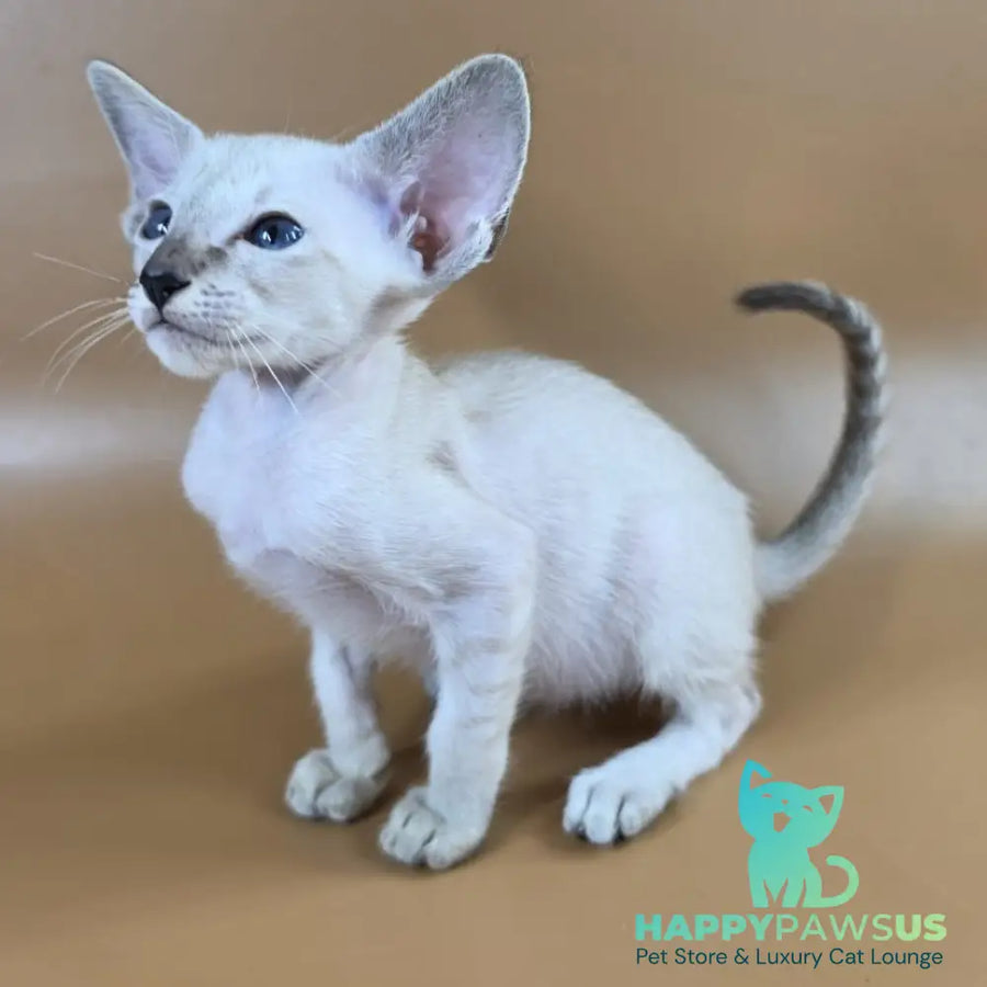 Yasmin Siamese female black spotted tabby - live animals