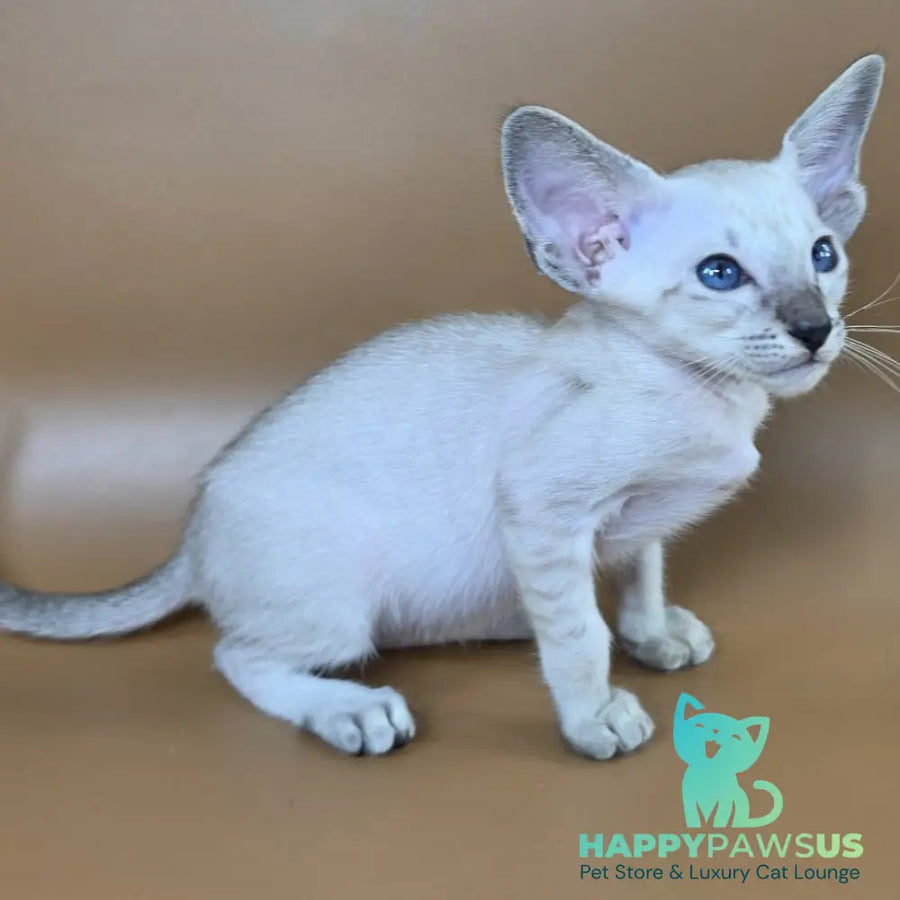 Yasmin Siamese female black spotted tabby - live animals