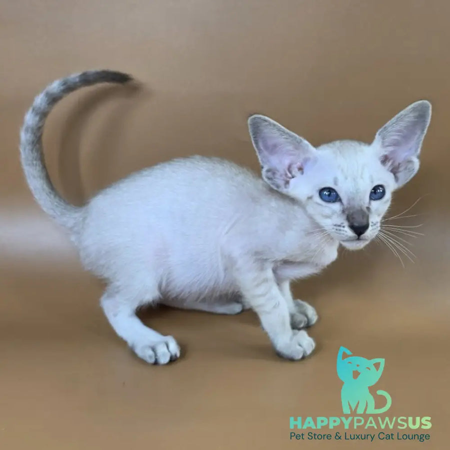 Yasmin Siamese female black spotted tabby - live animals