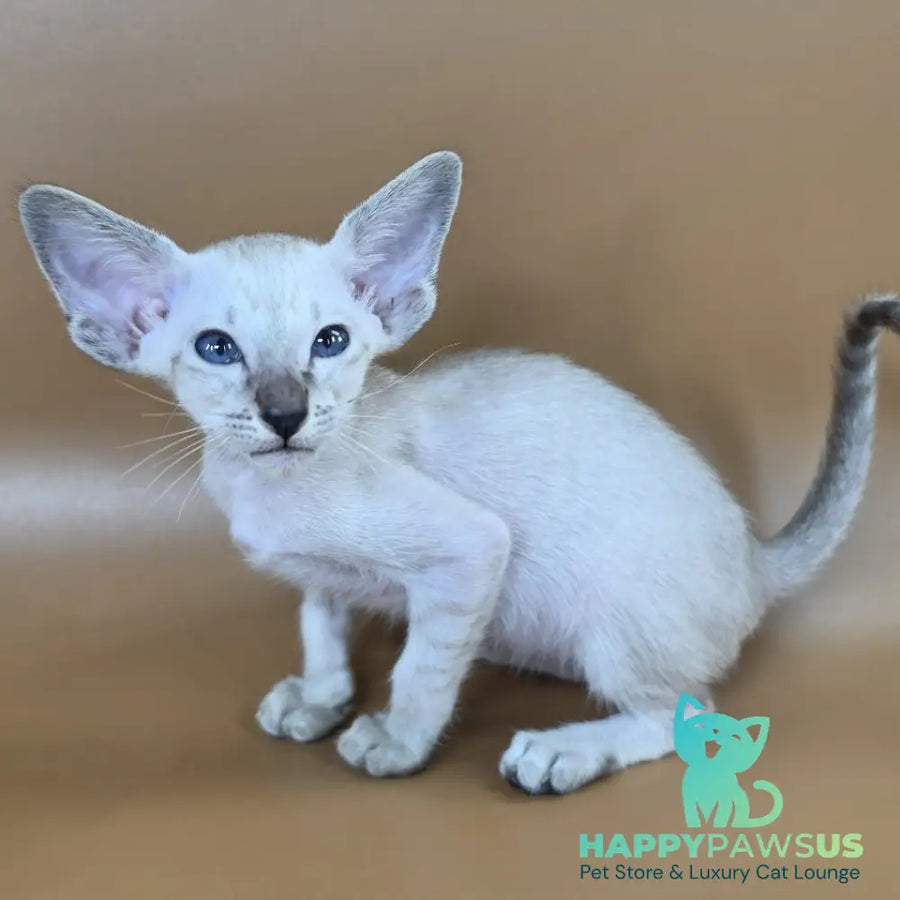 Yasmin Siamese female black spotted tabby - live animals