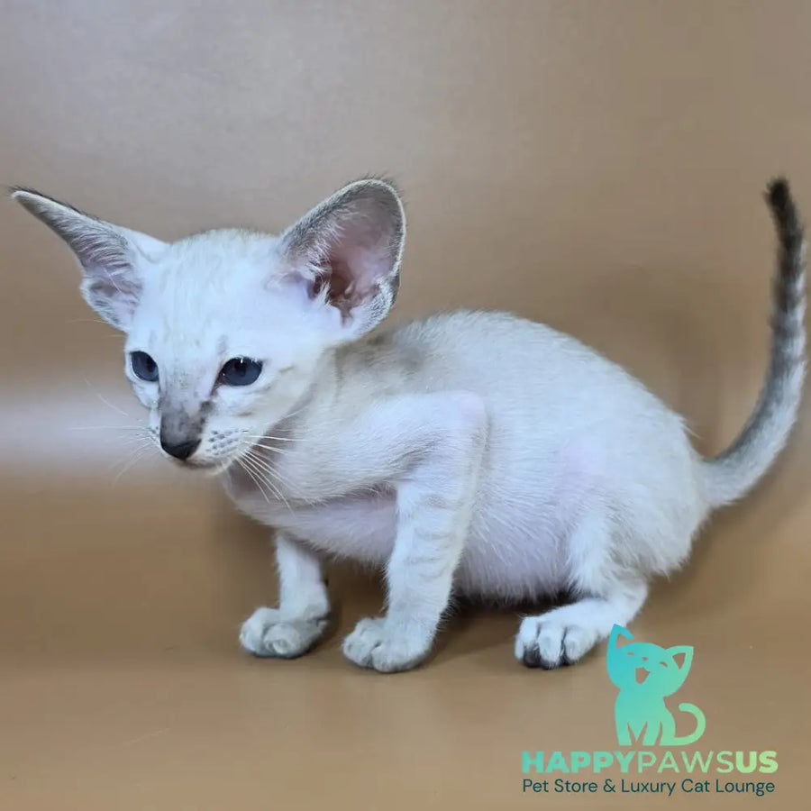 Yasmin Siamese female black spotted tabby - live animals