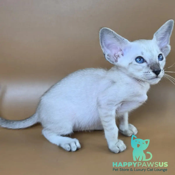 Yasmin Siamese female black spotted tabby - live animals