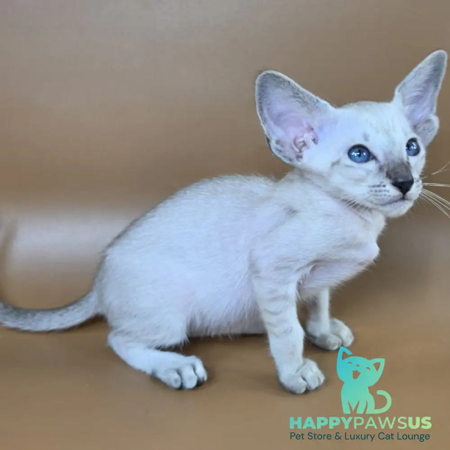 Yasmin Siamese female black spotted tabby - live animals
