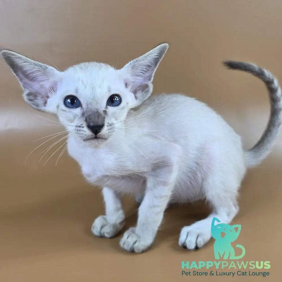 Yasmin Siamese female black spotted tabby - live animals