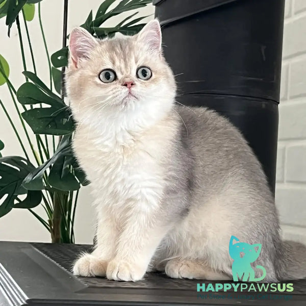 Yasmina British Longhair female blue golden shaded - live animals
