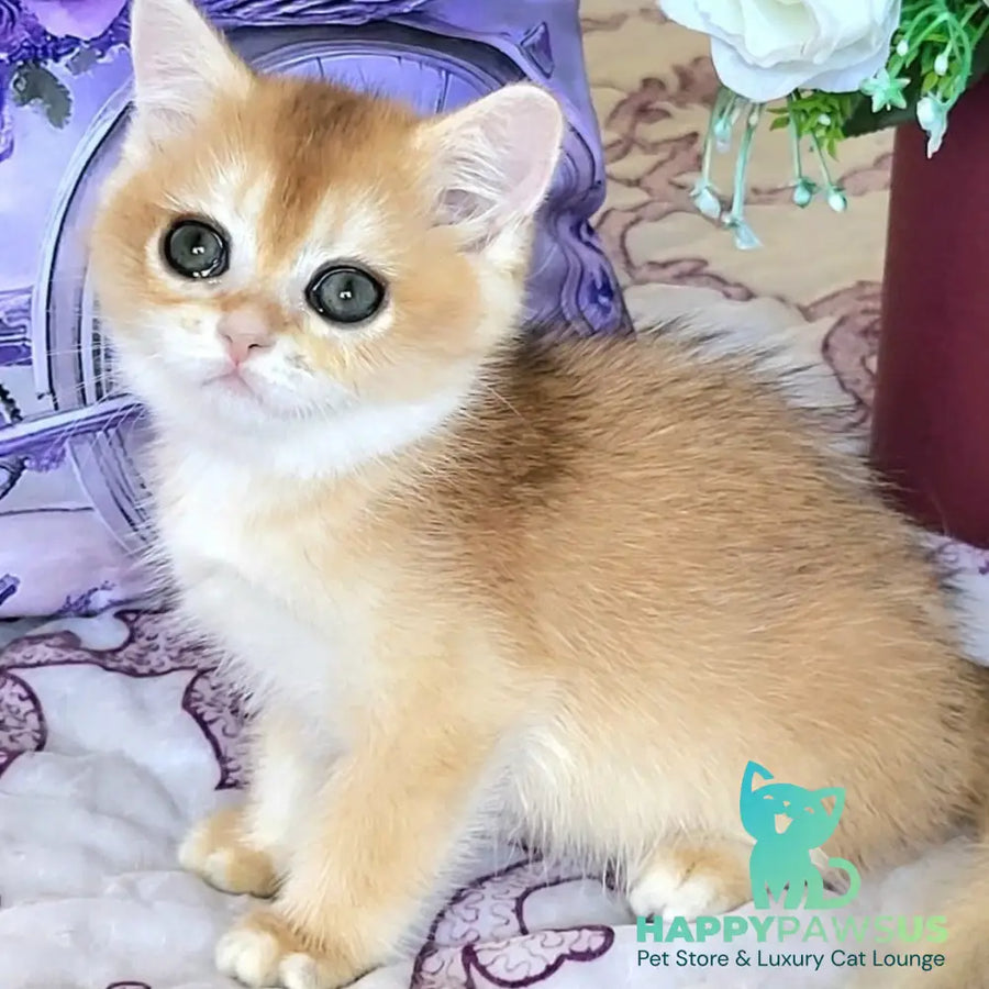Yasmina British Shorthair female black golden chinchilla - live animals