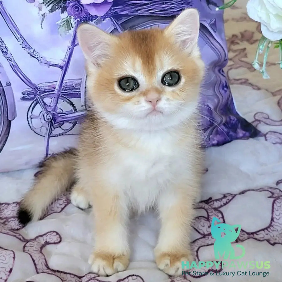 Yasmina British Shorthair female black golden chinchilla - live animals