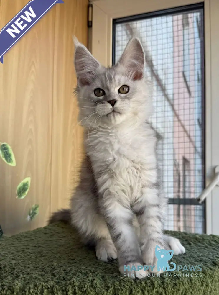 Yasmina Maine Coon polydactyl female black silver tabby live animals