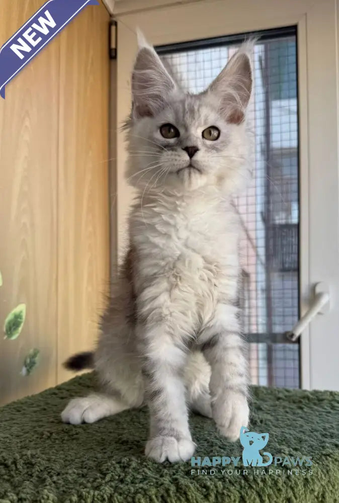 Yasmina Maine Coon polydactyl female black silver tabby live animals