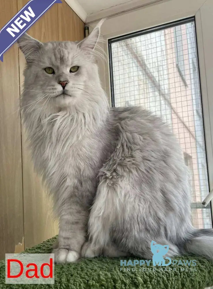 Yasmina Maine Coon polydactyl female black silver tabby live animals