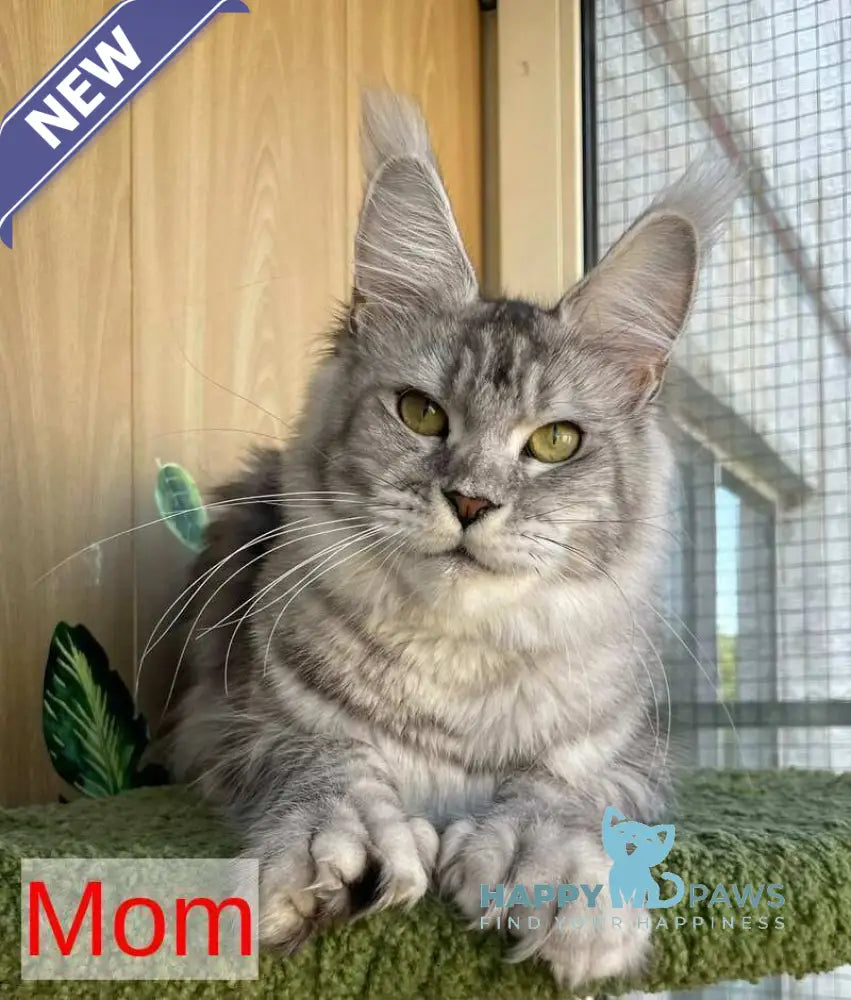 Yasmina Maine Coon polydactyl female black silver tabby live animals