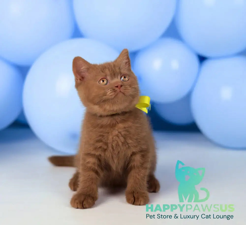 Yasmine British Shorthair female cinnamon live animals