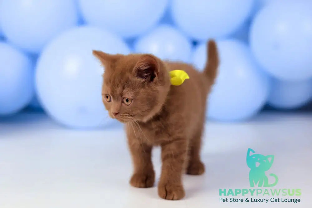 Yasmine British Shorthair female cinnamon live animals