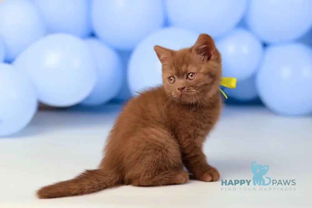 Yasmine British Shorthair female cinnamon live animals