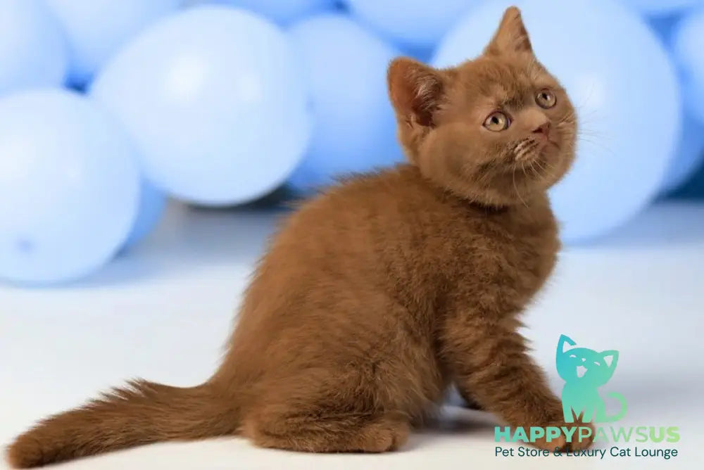 Yasmine British Shorthair female cinnamon live animals