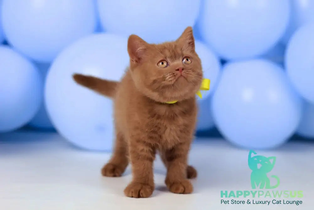 Yasmine British Shorthair female cinnamon live animals