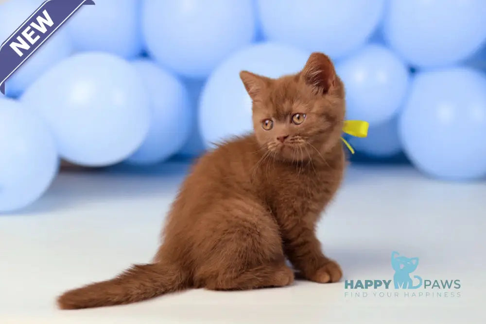 Yasmine British Shorthair female cinnamon live animals