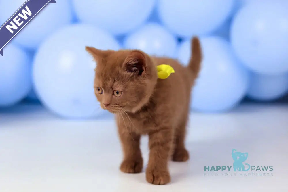 Yasmine British Shorthair female cinnamon live animals