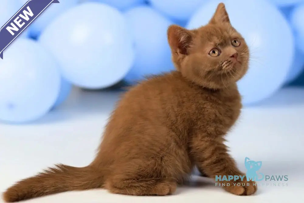 Yasmine British Shorthair female cinnamon live animals