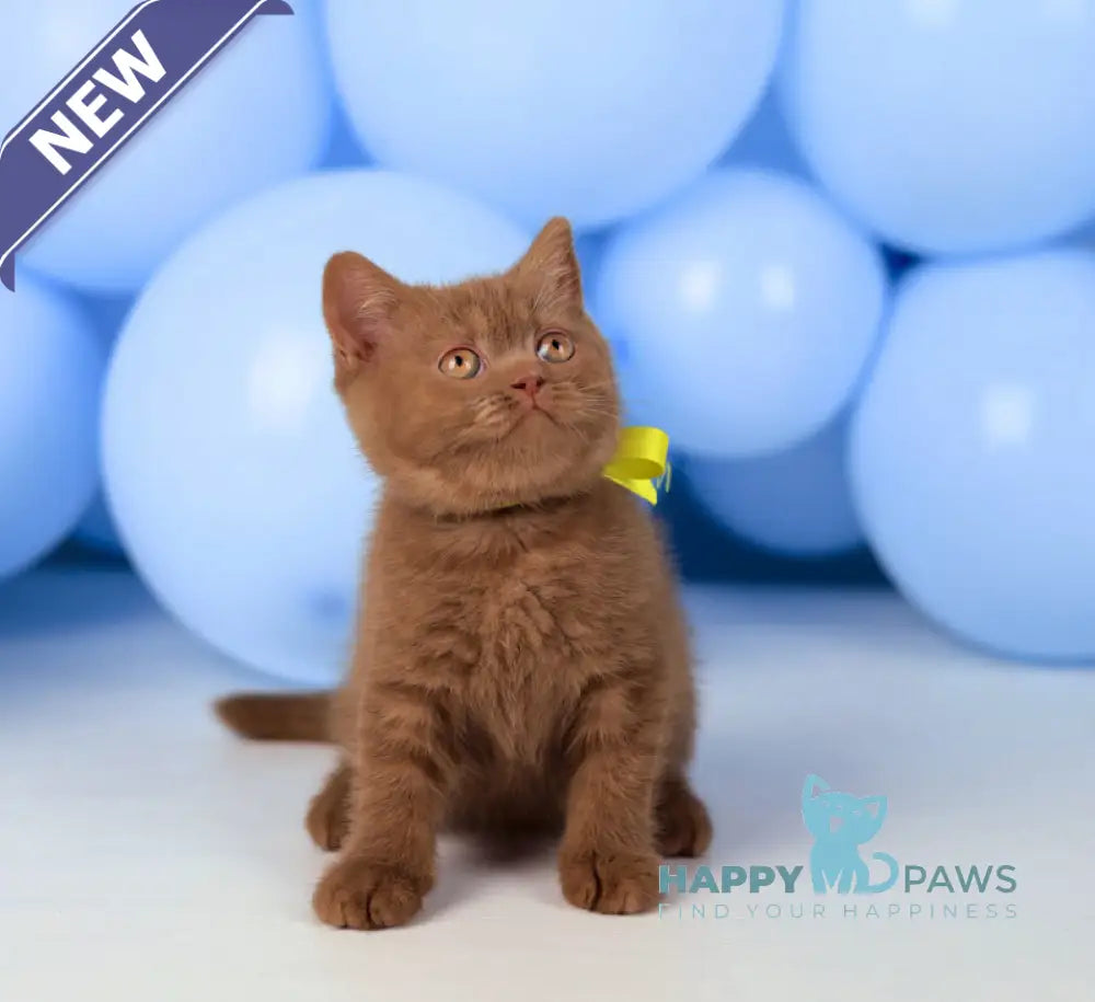 Yasmine British Shorthair female cinnamon live animals
